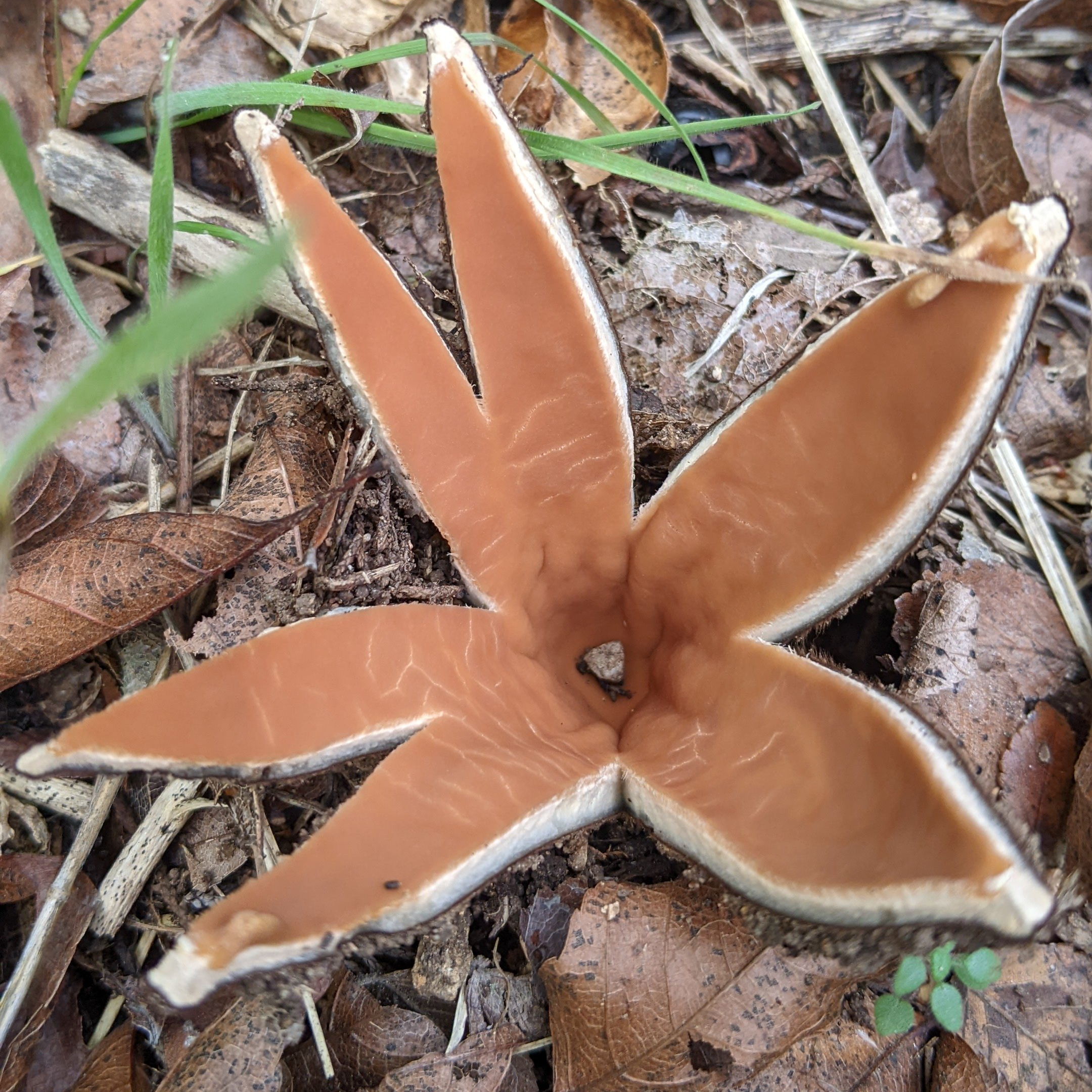 Texas Star Mushroom Walk and Talk - logo